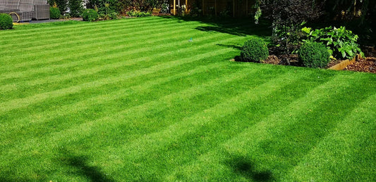 Achieve a Healthier, Greener Lawn with Professional Care | Allwoods Mowing